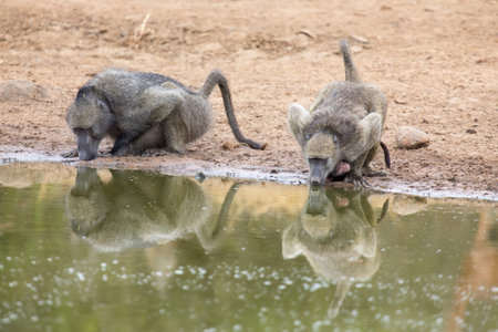 Thirsty baboon drink from a small green waterhole