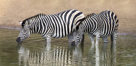 Two zebra standing in water to drink at a small poolの写真素材