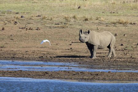 Lone black rhino bull standing at the edge of a lakeの写真素材
