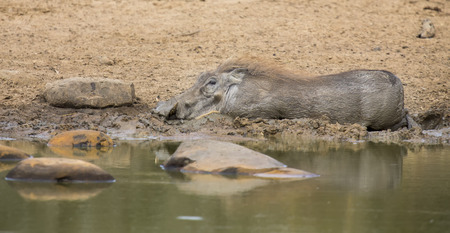 Lone warthog playing in wet mud to cool offの写真素材