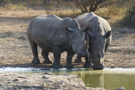 Lone white rhino bull standing at the edge of a lake to drinkの写真素材