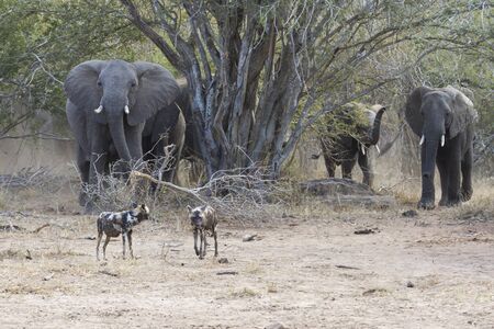Elephant calf and mother charge towards a water holeの写真素材
