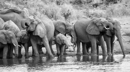 Large elephant herd stand and drink at the edge of a water holeの写真素材