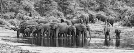 Large elephant herd stand and drink at the edge of a water holeの写真素材