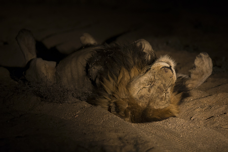 Lion male with huge mane lay on sand in darknessの写真素材