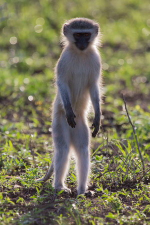 Vervet monkey walk back-lit in the early morning sun on green grass