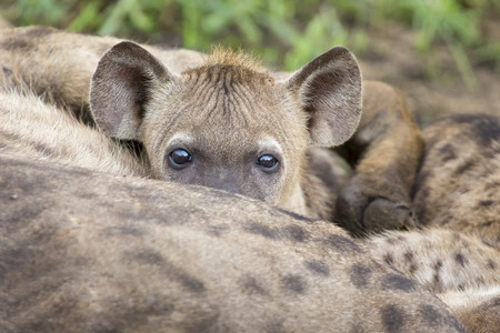 Hyena cubs feeding on their mother as part of familyの写真素材