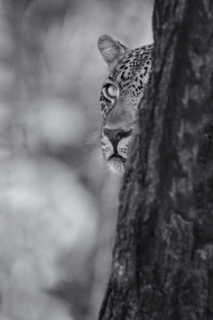Leopard looking carefully from behind a tree at a prey in artistic conversionの写真素材