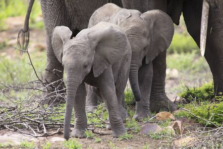 Breeding herd of elephant walking and eating on short brown grassの写真素材