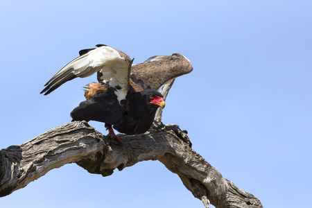 Mature bateleur take off from a tree with blue sky in backgroundの写真素材