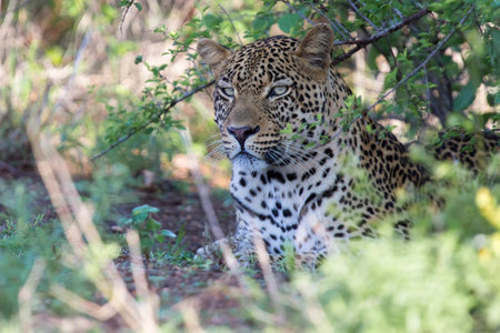 Beautiful large male leopard walking in nature hunting for food