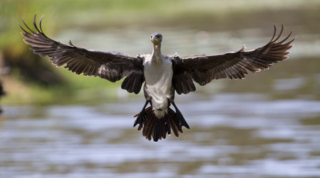 White breasted cormorant take off from dam to hunt for fishの写真素材