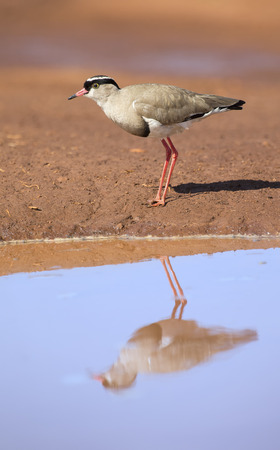 Crowned plover walking on the edge of a water pool looking for insets to eatの写真素材