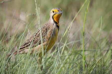Orange throated Cape Long-claw walking in long green grass (Macronyx capensis)の写真素材