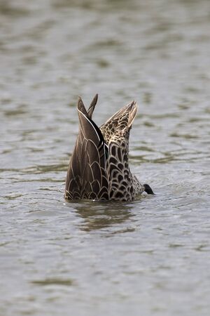 Yellow billed duck swim on a pond of blue waterの写真素材