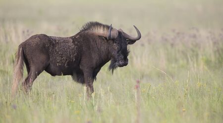 Black wildebeest male standing on an open grass plainの写真素材