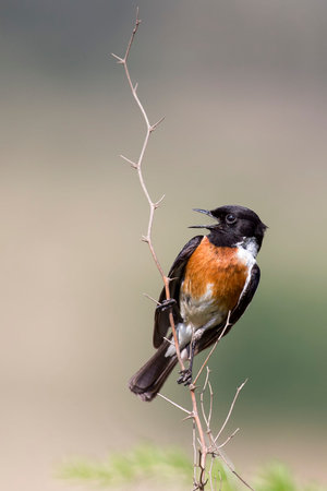 Common stone chat sit on a twig on a lovely soft brown background