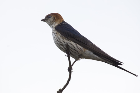 Greater Striped Swallow sit on a perch in and waitの写真素材