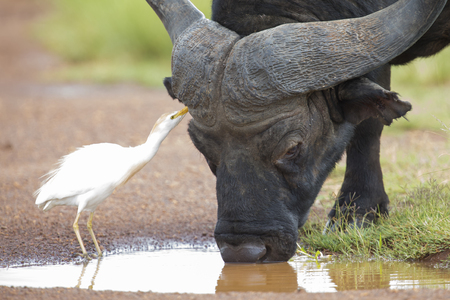 Cape buffalo with a red-billed ox-pecker looking for insectsの写真素材