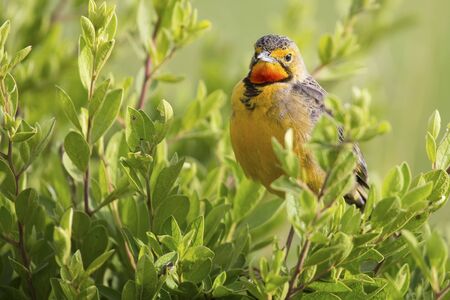 Orange throated Cape Long-claw walking in long green grass (Macronyx capensis)の写真素材