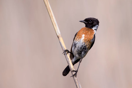 Common stone chat sit on a twig on a lovely soft brown backgroundの写真素材