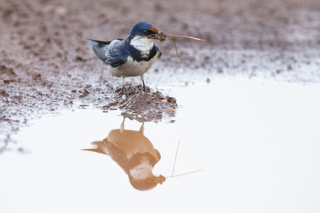 White-throated swallow sit at muddy water pool to get mud for its nestの写真素材