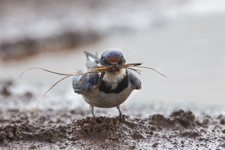 White-throated swallow sit at muddy water pool to get mud for its nestの写真素材