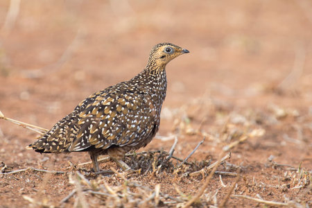 Burchell's sandgrouse female walking in the desert looking for food