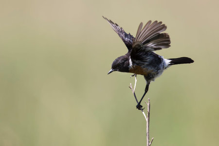 Common stone chat sit on a twig on a lovely soft brown backgroundの写真素材