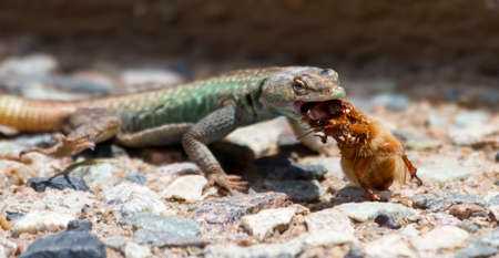 Male Platysaurus lizard eating a large brown hairy insect.の写真素材