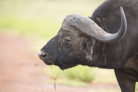 Close-up of a buffalo head walking through the African bushの写真素材