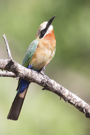 White fronted bee eater sitting on a branch to hunt for insectsの写真素材