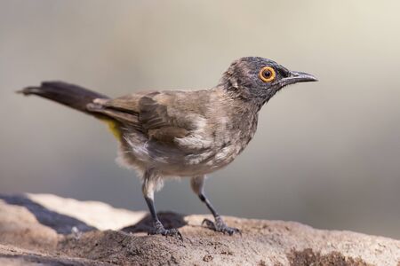 Red-eyed Bulbul sitting on a rock pond ready to flyの写真素材