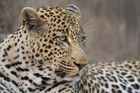 Portrait leopard lay down in at dusk to rest and relaxingの写真素材