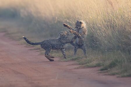 Two Cheetah cubs playing early morning in a dirt roadの写真素材