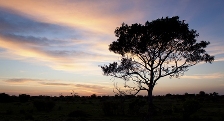 Kalahari sunset with trees grass and blue sky and roadの写真素材