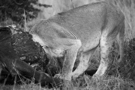Lioness feeding on a buffalo carcass late in the evening with flies around artistic conversionの写真素材