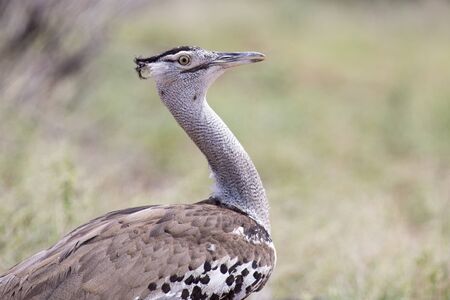 Kori Bustard, portrait shot of the heaviest flying bird in the world (Ardeotis kori)の写真素材