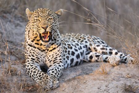 Leopard lay down in at dusk to rest and relaxingの写真素材