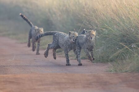 Three Cheetah cubs playing early morning in a dirt roadの写真素材