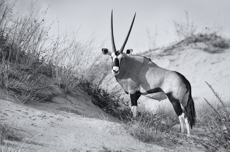 Lone Oryx standing on a sand dune artistic conversionの写真素材
