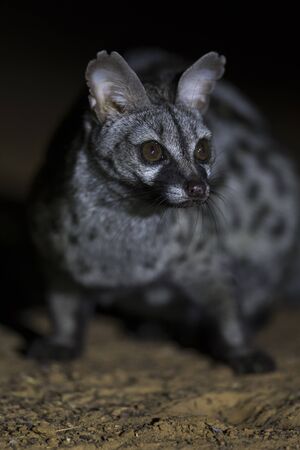 Close-up of a Genet photographed at night using a spotlight sittingの写真素材