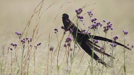 Long-tailed Widowbird sitting on flowers to rest after a display flightの写真素材