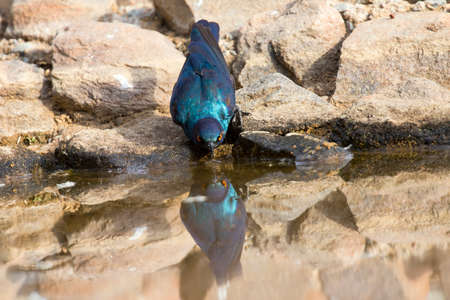 Glossy Starling drinking water at a waterhole in the Kalahariの写真素材