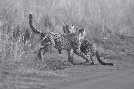 Two Cheetah cubs playing early morning in a dirt roadの写真素材