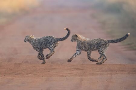 Two Cheetah cubs playing early morning in a dirt roadの写真素材
