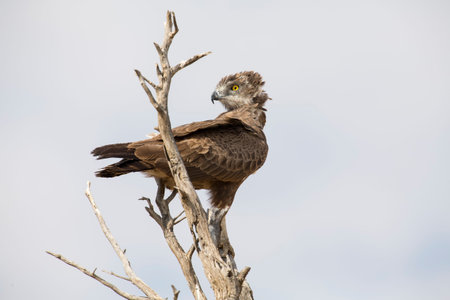 Brown Snake Eagle is perched high in a dead tree