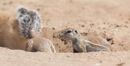 Two Ground Squirrels looking for food in the dry Kalahari sand artistic conversionの写真素材