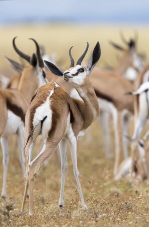 Close-up on a springbok standing in a herd looking backの写真素材