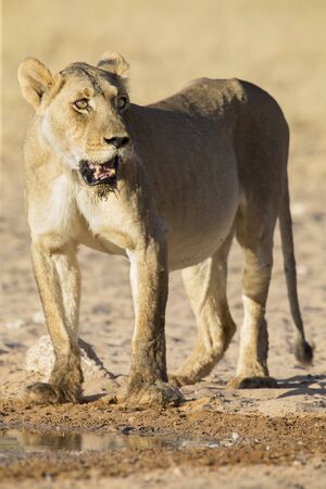 Large lioness standing up after drinking water from a small pool in the Kalahariの写真素材